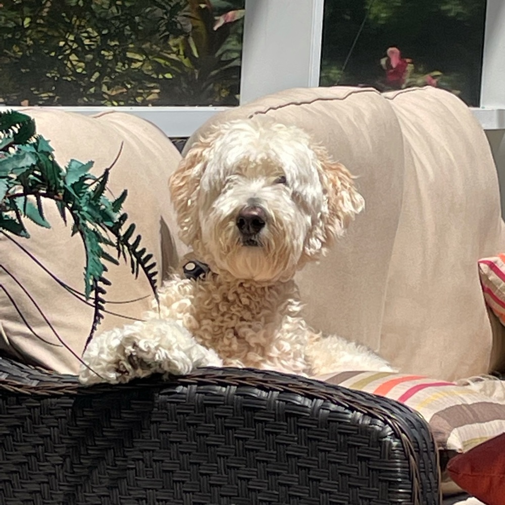 Meet your Posher, Stacey